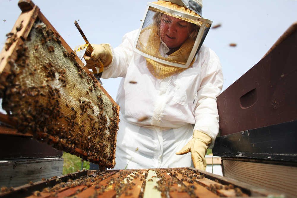 Photo by Kelly Sullivan/ Peninsula Clarion Sarah Souders replaces full frames with empty frames in her hives Thursday, August 6, 2015, in Kenai Alaska.