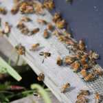 Fireweed yields tasty treats from local bees