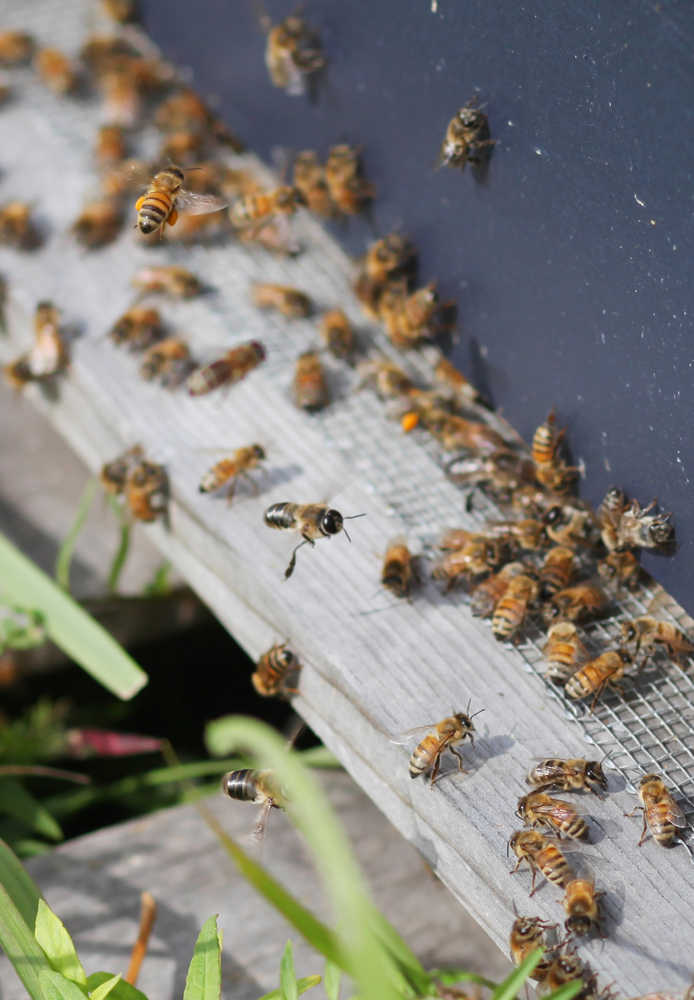 Fireweed yields tasty treats from local bees