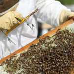 Photo by Kelly Sullivan/ Peninsula Clarion At this time of year honey bees are feeding on Fireweed, one of the biggest wildflower blooms in Alaska Thursday, August 6, 2015, in Kenai, Alaska.
