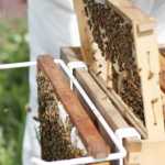 Photo by Kelly Sullivan/ Peninsula Clarion At this time of year honey bees are feeding on Fireweed, one of the biggest wildflower blooms in Alaska Thursday, August 6, 2015, in Kenai, Alaska.