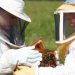 Photo by Kelly Sullivan/ Peninsula Clarion Jeremy Souders helps his mother Sarah Souders switch hive frames Thursday, August 6, 2015, in Kenai, Alaska.