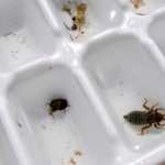 ADVANCE FOR WEEKEND EDITIONS, SEPT. 5-6 - In this photo taken Thursday, Aug. 27, 2015, a dragonfly nymph was one of the macroinvertebrates collected during the Institute for Applied Ecology Willamette River trip near Corvallis, Ore. . (Andy Cripe/The Corvallis Gazette-Times via AP) MANDATORY CREDIT