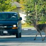 Photo by Rashah McChesney/Peninsula Clarion A man photographs a caribou as it runs through a residential neighborhood near Binkley Street on Thursday Sept. 10, 2015 in Soldotna, Alaska.