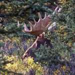 A moose is seen amid vegetation, Tuesday, Sept. 1, 2015, in Denali National Park and Preserve, Alaska. The summer travel season is winding down at Denali National Park and Preserve, a time of year that sees the vast majority of visitors to this largely wild place. (AP Photo/Becky Bohrer)