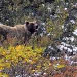 FILE - In this Monday, Aug. 31, 2015, file photo, a grizzly bear looks up from foraging, in Denali National Park and Preserve, Alaska. The summer travel season is winding down at Denali National Park and Preserve, a time of year that sees the vast majority of visitors to this largely wild place. (AP Photo/Becky Bohrer, File)