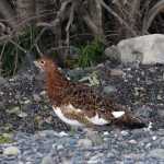 A ptarmigan stands near the park road, Wednesday, Sept. 2, 2015, in Denali National Park and Preserve, Alaska. The park is an adventurer's paradise with few marked trails, inviting backcountry exploration. (AP Photo/Becky Bohrer)