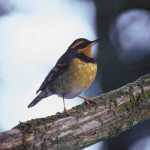 Varied thrush on the Kodiak National Wildlife Refuge. (Photo by Dave Menke)
