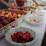 Photo by Megan Pacer/Peninsula Clarion Several varieties of locally grown apples are prepared for tasters on Sunday, Sept. 20, 2015 for an apple tasting event at O'Brien Garden and Trees in Nikiski, Alaska.