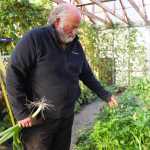 Photo by Kelly Sullivan/ Peninsula Clarion Glenn Sackett examines his parsley plants Thursday, Sept. 24, 2015, in Sterling, Alaska.