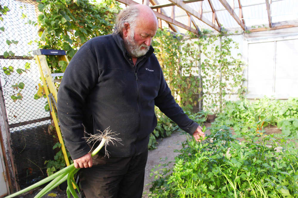 Photo by Kelly Sullivan/ Peninsula Clarion Glenn Sackett examines his parsley plants Thursday, Sept. 24, 2015, in Sterling, Alaska.
