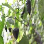 Photo by Kelly Sullivan/ Peninsula Clarion Purple peppers are one of seven pepper varieties Glenn Sackett is groing in his greenhouses Thursday, Sept. 24, 2015, in Sterling, Alaska.
