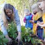 Photo by Kelly Sullivan/ Peninsula Clarion Soldotna Montessori School Aide Emily Husar helps a group of kindergarteners from Eric Hannemans class find potatoes Friday, Sept. 18, 2015, at Soldotna Elementary in Soldotna, Alaska.