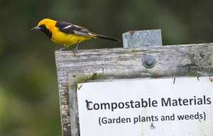 A male hooded oriole perches on sign at the Juneau Community Garden on Sept. 22. (Photo by Michael Penn/Juneau Empire)