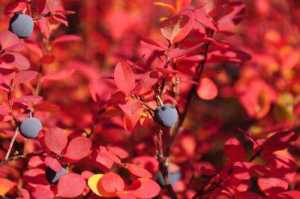 Wild blueberries are pictured in this photo. According to a USGS study, Alaska berry harvests are becoming less predictable.