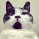 Pet photos Cat's meow