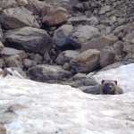 Wolverines (as well as moose and brown bears) on the Kenai Peninsula show reduced genetic diversity, likely because our populations are geographically isolated from the adjacent Alaska mainland. (Photo by Marcus Mueller)