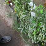 Photo courtesy Patrick White Patrick White sits with his three grandchild (left) McKenzie, 8, Ethan, 10 and Caleb, 6, with the tomatoes they entered this August in the Alaska State Fair's Large Vegetable weigh-in.