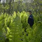Ostrich ferns likely occur, but have yet to be documented, on the Kenai National Wildlife Refuge.  It grows abundantly in Nikiski (http://bit.ly/1KmJ2PI) where NRCS botanist Dorothy Wallace-Senft stood adjacent to a stand in 2002 for scale.