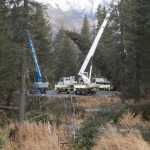 Photo by Megan Pacer/Peninsula Clarion A roughly 75-foot Lutz spruce is lowered after being cut down on Tuesday, Oct. 27, 2015 in the Chugach National Forest near Seward, Alaska. The tree was selected from six contenders as the 2015 U.S. Capitol Christmas Tree through a program run by the U.S. Forest Service.