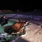 Photo by Megan Pacer/Peninsula Clarion A bystander waits with a young moose after it was hit by an oncoming car on Tuesday, Nov. 3, 2015 at mile 3 of the Kenai Spur Highway.
