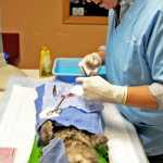 Dr. Jeanne Olson of Fairbanks prepares to stitch up a cat after spaying her during a spay/neuter clinic at the Salvation Army church on Forest Drive on Friday.