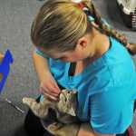 Emily Machos of the Animal Spay/Neuter Assistance Program in Fairbanks gives an aspirin to a young cat before anesthesizing her to spay her at a spay/neuter clinic in Kenai Friday.