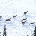 Caribou trying their best not to be counted during an aerial survey. (Photo courtesy Kenai National Wildlife Refuge)