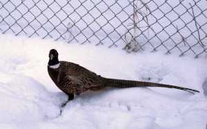 A Chinese ring-necked pheasant is pictured near Morgan's Landing on the Kenai River. Feral pheasants likely support a breeding population in the wild on the southern Kenai Peninsula.  (Photo courtesy Ken Marlow)