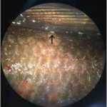 Photo courtesy the Alaska Department of Fish & Game