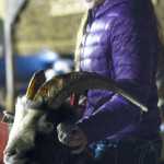 Ben Boettger/Peninsula Clarion Tara Heathers' goat Jacob was among the livestock milling through the marketplace of College Heights Baptist Church's Bethlehem Revisited exhibit on Friday, Dec. 18 in Soldotna.
