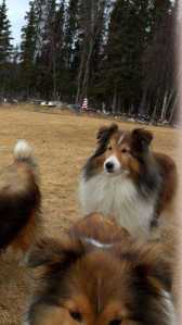 Fire consumes Nikiski home