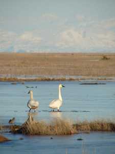 Mt. Redoubt provides a scenic backdrop on the Kenai Flats, one of the more important areas visited during the 2015 Christmas Bird Count. These Trumpeter Swans were photographed in April 2006, but the conditions were identical to what was encountered during this year's count. (Photo courtesy Kenai National Wildlife Refuge)