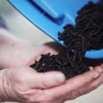 Photo by Kelly Sullivan/ Peninsula Clarion Fred Sturman sifts through a small mass of older worms Wednesday, Dec. 30, 2015, at Circle M Worm Farm of Alaska in Nikiski, Alaska.