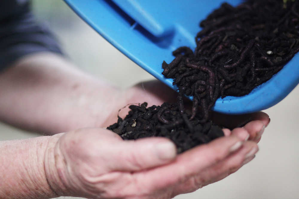 Photo by Kelly Sullivan/ Peninsula Clarion Fred Sturman sifts through a small mass of older worms Wednesday, Dec. 30, 2015, at Circle M Worm Farm of Alaska in Nikiski, Alaska.
