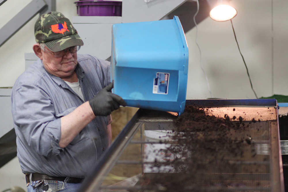 Photo by Kelly Sullivan/ Peninsula Clarion Fred Sturman turns a bucket of worms Wednesday, Dec. 30, 2015, at Circle M Worm Farm of Alaska in Nikiski, Alaska.