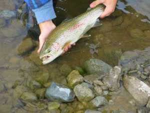 If you're taking a photo, have the camera ready and keep the fish in the water or just above it. (Photo courtesy Dave Atcheson)