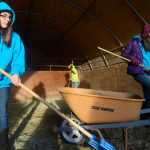 Photo by Megan Pacer/Peninsula Clarion Nikiski residents and sisters Cierra Mitchell, left, and LaRaey Mitchell, right, scoop manure out of a barn as part of a service project on Wednesday, Jan. 20, 2016 at the home of Jacque White off of Kalifornski-Beach Road in Kenai, Alaska. The girls and other members of the 4-H group the North Wind Riders are raising money for a project called Beads of Courage by cleaning area barns and stables.