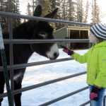 Photo by Megan Pacer/Peninsula Clarion Kenai resident Mercedes Tapley, 11, greets a donkey named Dixie before getting to work on a service project on Wednesday, Jan. 20, 2016 at the home of Jacque White off of Kalifornski-Beach Road in Kenai, Alaska. Tapley helped clean White's barn with members of the North Wind Riders, a  local 4-H group.