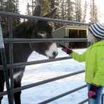 Photo by Megan Pacer/Peninsula Clarion Kenai resident Mercedes Tapley, 11, greets a donkey named Dixie before getting to work on a service project on Wednesday, Jan. 20, 2016 at the home of Jacque White off of Kalifornski-Beach Road in Kenai, Alaska. Tapley helped clean White's barn with members of the North Wind Riders, a  local 4-H group.