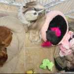 VIP's love Tamara Grooming