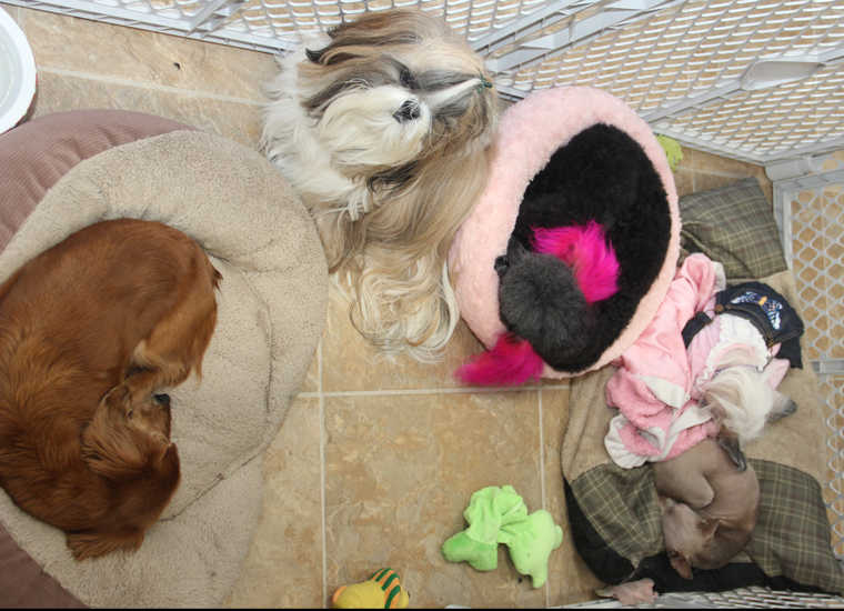 VIP's love Tamara Grooming