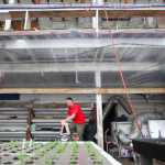Harry Ala spruces up his family's greenhouse Wednesday, March 9, 2016, at Ridgeway Farms in Soldotna, Alaska.