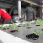 Abby and Harry Ala already have starter plants filling their greenhouses Wednesday, March 9, 2016, at Ridgeway Farms in Soldotna, Alaska.