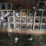Photo by Kelly Sullivan/ Peninsula Clarion Louise Heite and her husband Steve Dahl have begun raising pigeons to produce squab that they will eventually sell for profit Tuesday, March 15, at her home on Eagle Glade Farm in Nikiski, Alaska.