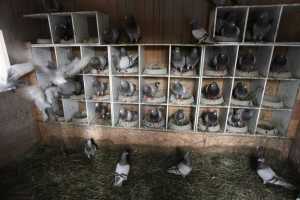 Photo by Kelly Sullivan/ Peninsula Clarion Louise Heite and her husband Steve Dahl have begun raising pigeons to produce squab that they will eventually sell for profit Tuesday, March 15, at her home on Eagle Glade Farm in Nikiski, Alaska.