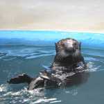 Otters at Sealife center