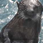 Otters at Sealife center