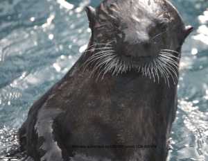 Otters at Sealife center