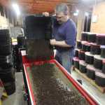 Photo by Kelly Sullivan/ Peninsula Clarion Turns over, or separates, a bucket of worms from their eggs and castings Wednesday, April 13, 2016, at his home in Kasilof, Alaska.